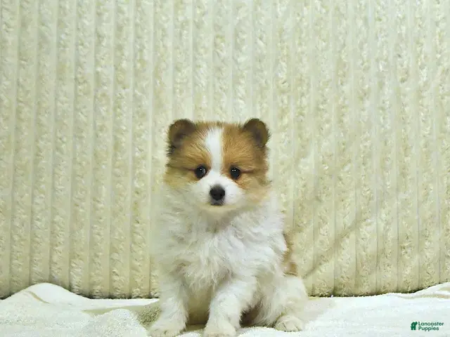 Pomeranian dogs for sale: Millie - Ad 1