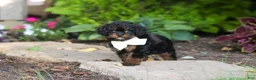 Cavapoo dogs for sale: Lulu - Ad 3