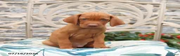 Vizsla dogs for sale: Rusty - Ad 3