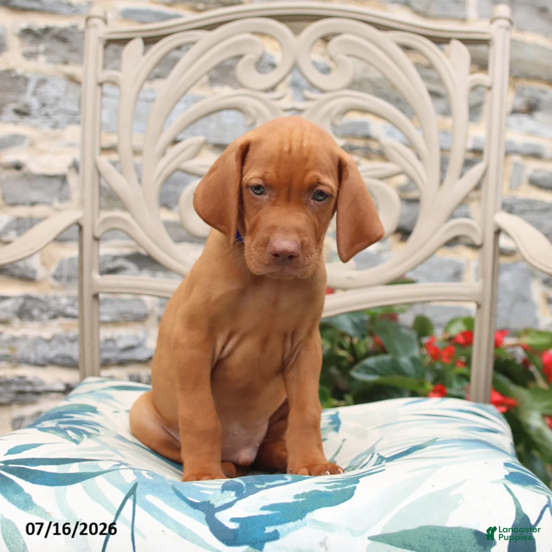 Vizsla dogs for sale: Rusty - Ad 3