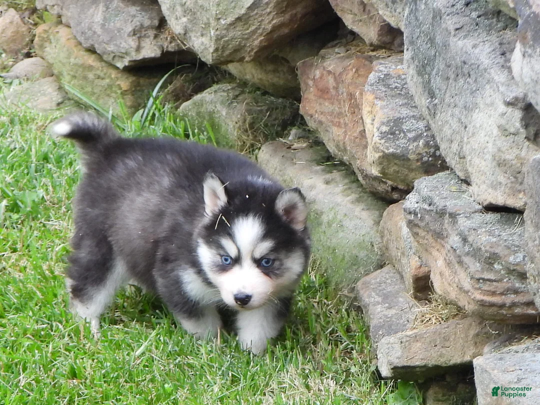 Pomsky dogs for sale: Dokato - Ad 2