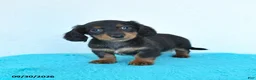 Miniature Dachshund dogs for sale: Candy - Ad 3