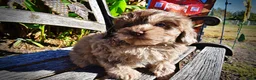 Havapoo dogs for sale: Picasso - Ad 9
