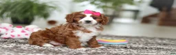 Cavapoo dogs for sale: Angela - Ad 8