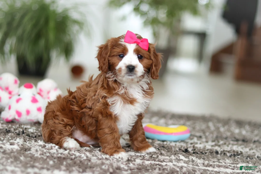 Cavapoo dogs for sale: Angela - Ad 8