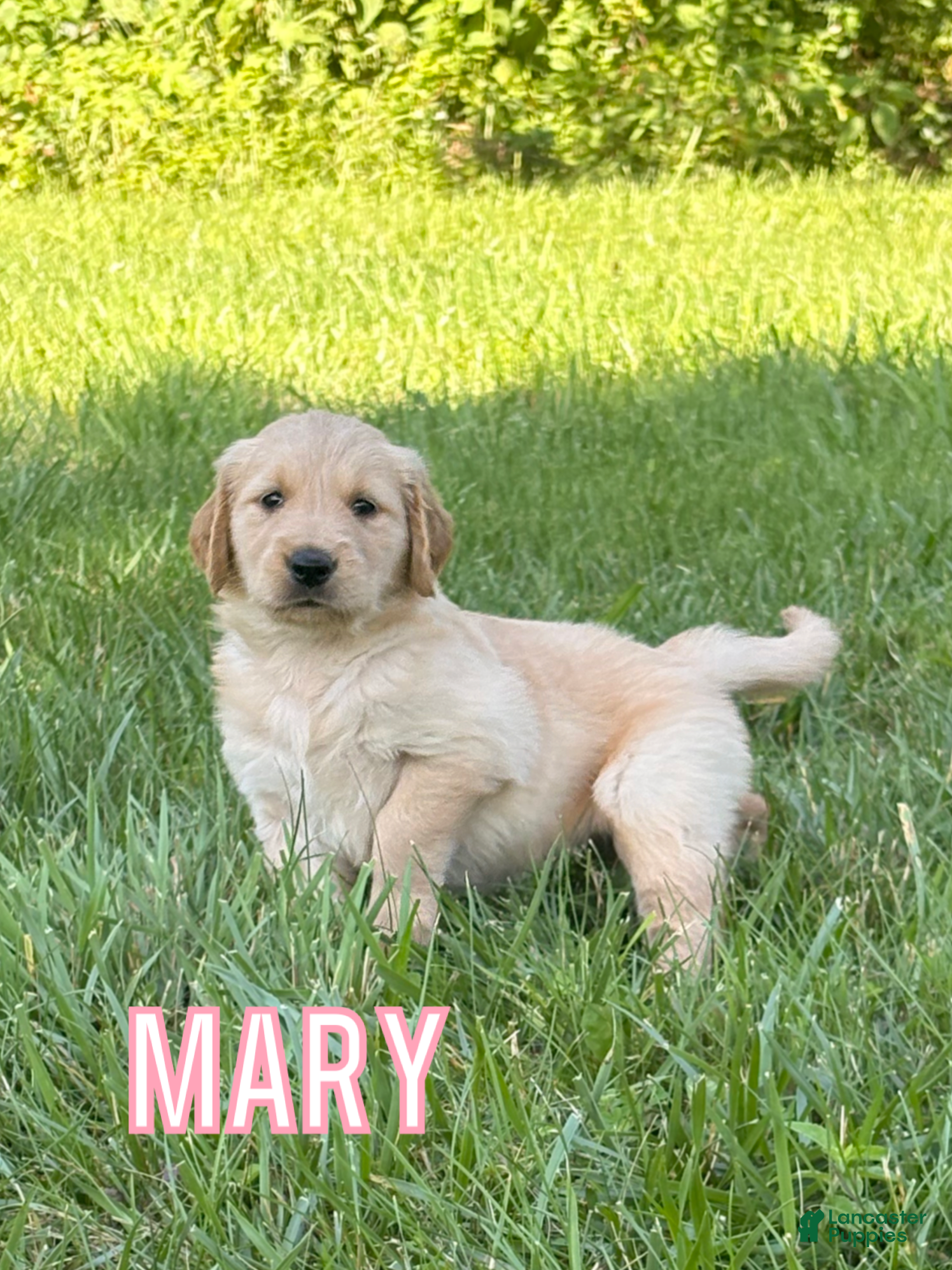 Golden Retriever dogs Mary - Ad 29