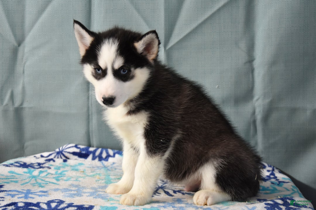 Siberian Husky dogs for sale: Zippy  - Ad 2