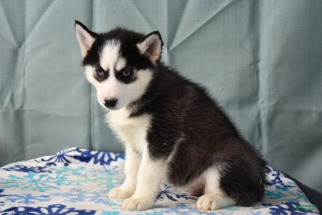 Siberian Husky dogs for sale: Zippy  - Ad 2