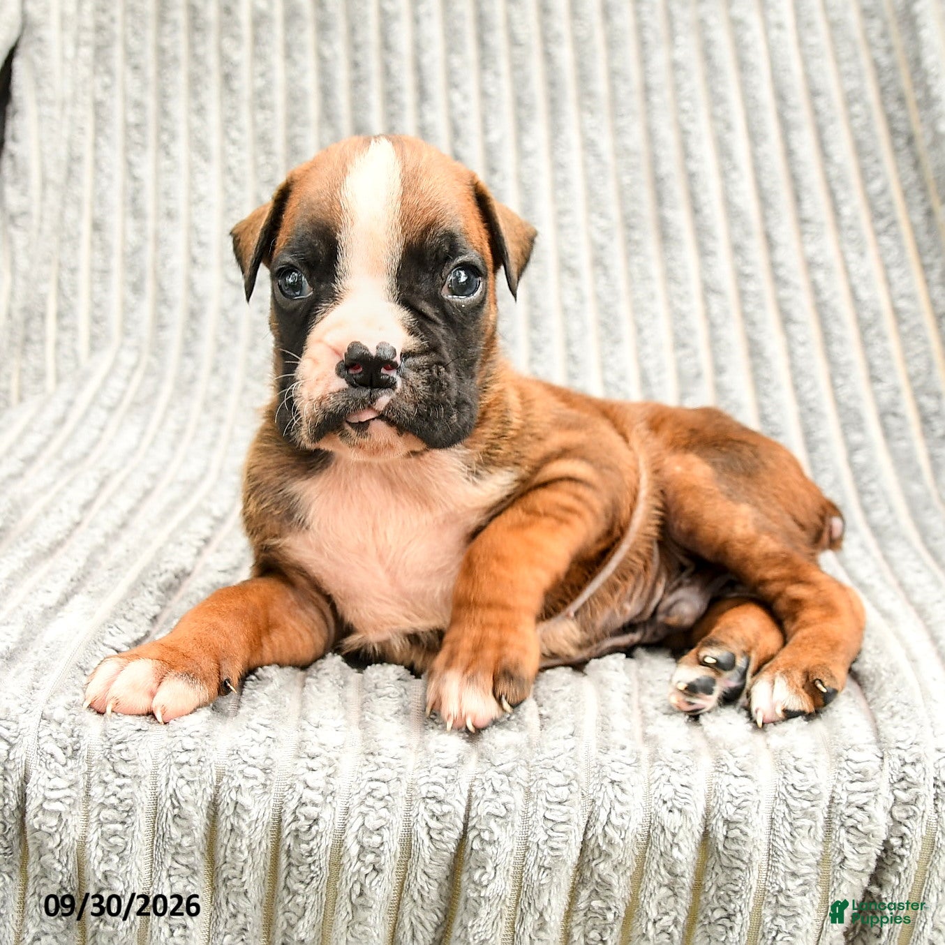 Boxer dogs Lucas - Ad 2