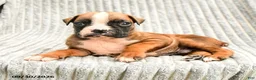 Boxer dogs for sale: Lucas - Ad 2