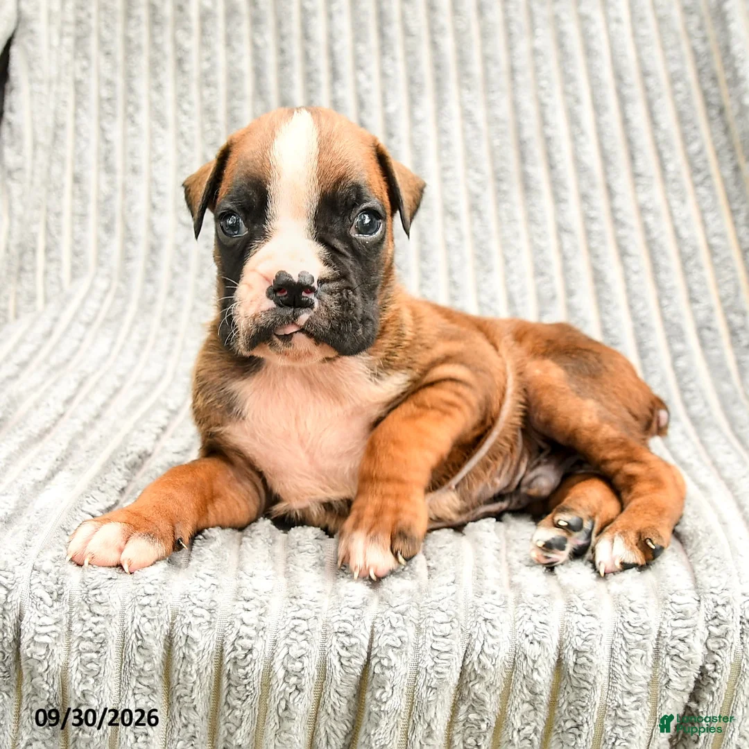Boxer dogs for sale: Lucas - Ad 2
