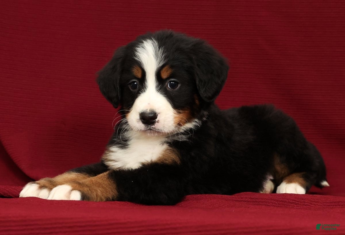 Bernese Mountain Dog dogs Zack - Ad 10