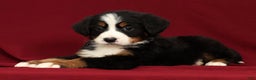 Bernese Mountain Dog dogs for sale: Zack - Ad 1