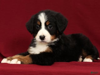 Bernese Mountain Dog dogs Zack - Ad 31