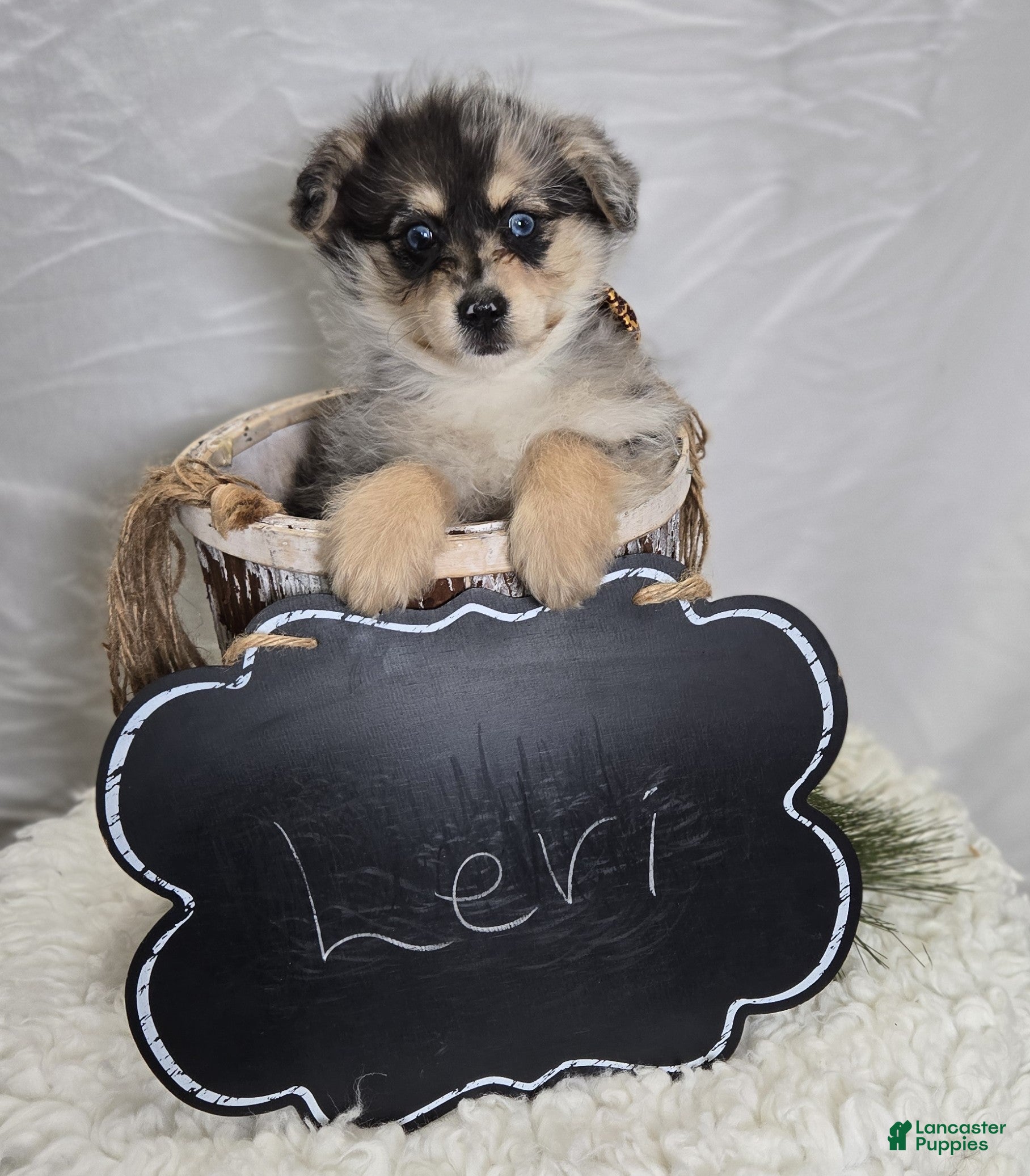 Pomapoo dogs Levi - Ad 2