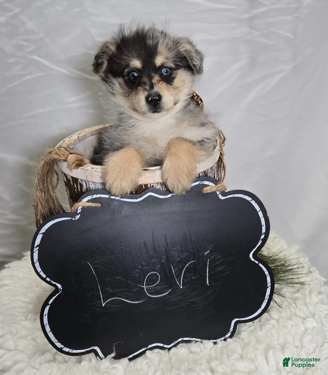 Pomapoo dogs for sale: Levi - Ad 2