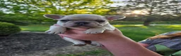 French Bulldog dogs for sale: Lettie - Ad 2