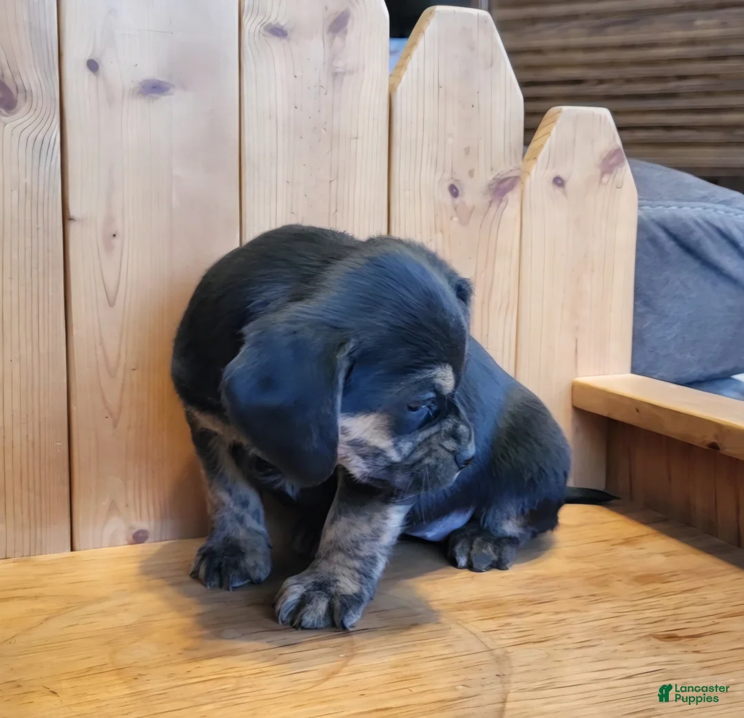 Puggle dogs for sale: Lizzy - Ad 2