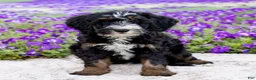 Mini Bernedoodle dogs for sale: Dale - Ad 2
