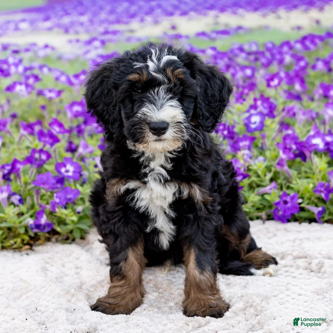 Mini Bernedoodle dogs for sale: Dale - Ad 2