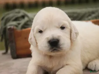 Golden Retriever dogs Jasper - Akc, health tested parents - Ad 33