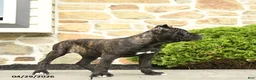 Cane Corso dogs for sale: Tilly - Ad 5