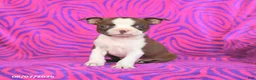Boston Terrier dogs for sale: Lottie - Ad 4