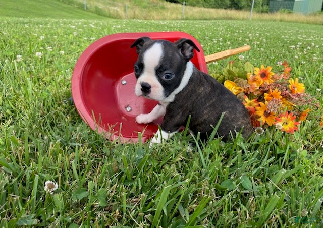 Boston Terrier dogs Thunder - Ad 1