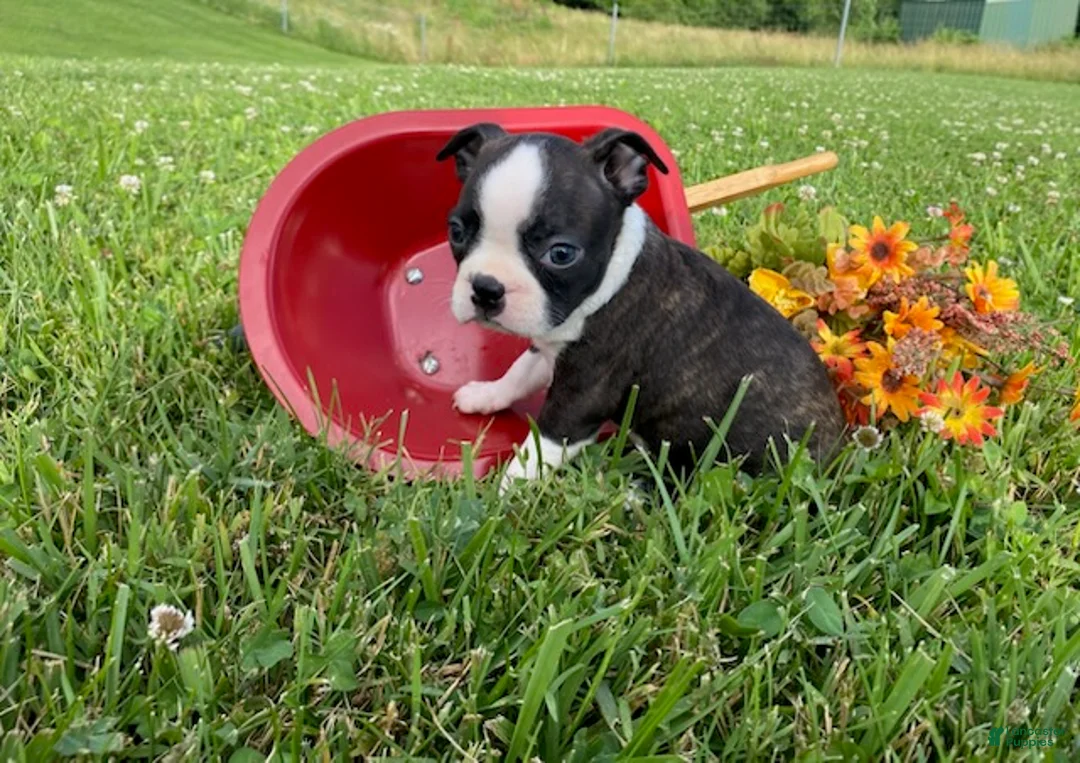 Boston Terrier dogs for sale: Thunder - Ad 1