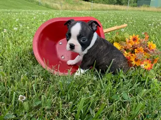 Boston Terrier dogs for sale: Thunder - Ad 3