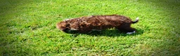 Havapoo dogs for sale: Diva - Ad 11