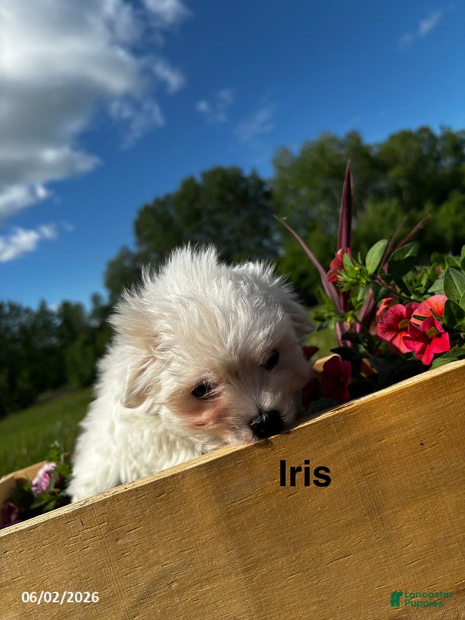 Maltese dogs for sale: Iris - Ad 4