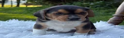 Puggle dogs for sale: Paxton - Ad 7