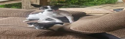 Jack Russell Terrier dogs for sale: Kamikazi - Ad 4