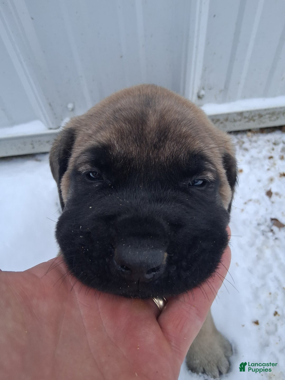 English Mastiff dogs for sale: Nina - Ad 7