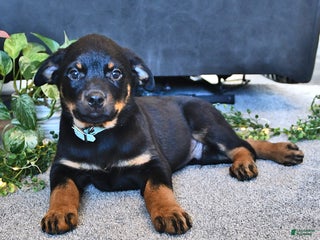 Rottweiler dogs - Ad 26