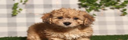 Bichpoo dogs for sale: Toffee - Ad 1