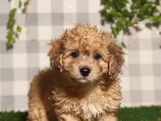 Bichpoo dogs Toffee - Ad 37