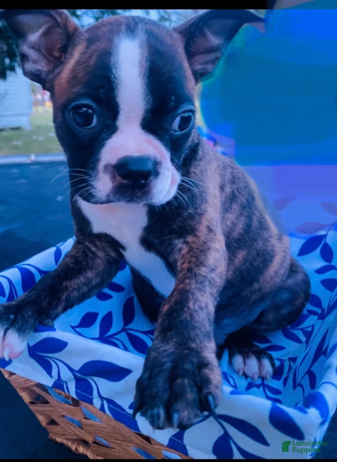 Boston Terrier dogs for sale: Boston Terrier 2 - Ad 1