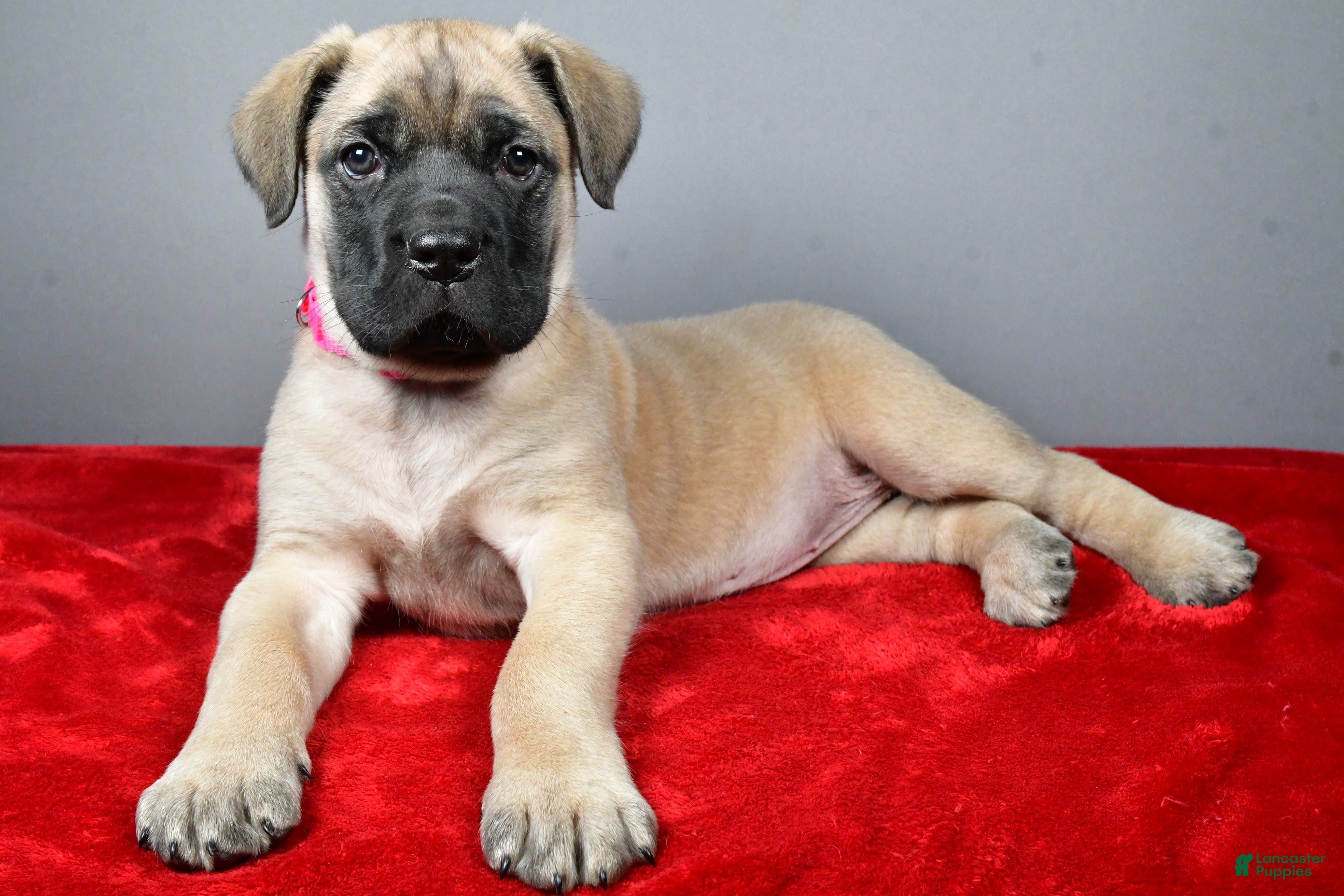 English Mastiff dogs Heidi - Ad 1