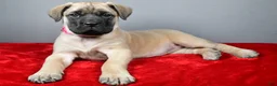 English Mastiff dogs for sale: Heidi - Ad 1