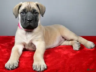 English Mastiff dogs Heidi - Ad 1