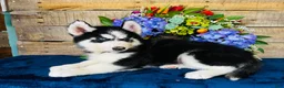 Siberian Husky dogs for sale: Hershey  - Ad 2