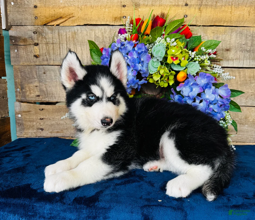 Siberian Husky dogs for sale: Hershey  - Ad 2