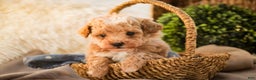 Miniature Poodle dogs for sale: Ramsey - Ad 2