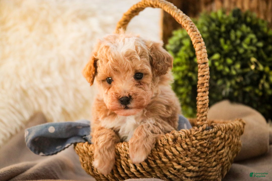 Miniature Poodle dogs for sale: Ramsey - Ad 2