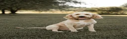 Goldendoodle dogs for sale: Ginger - Ad 4