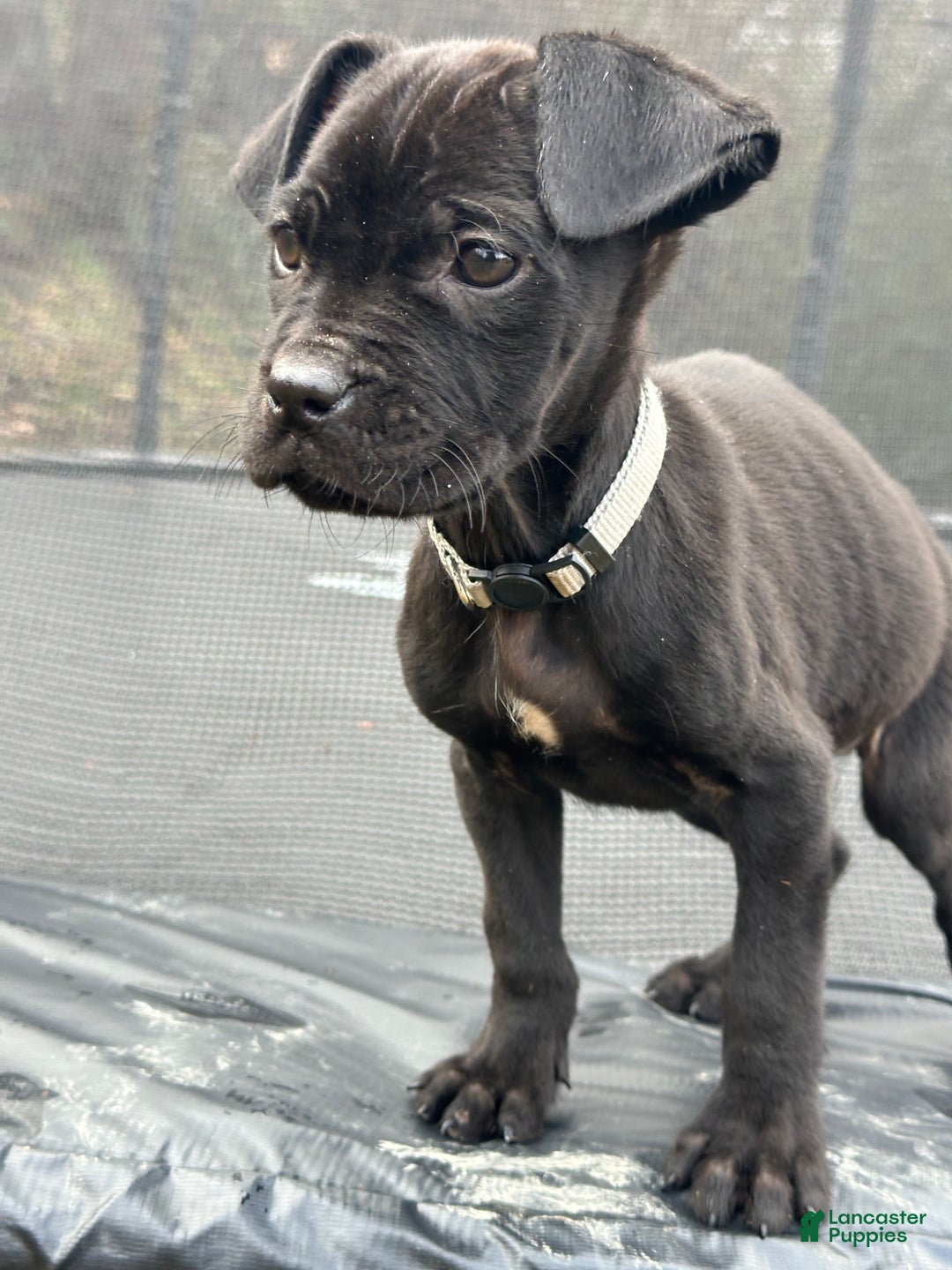 Cane Corso dogs for sale: Amir - Ad 8