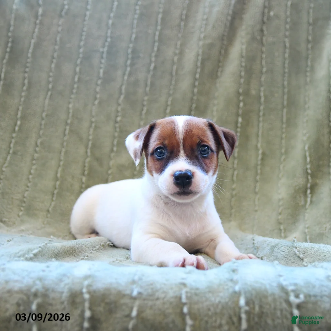 Jack Russell Terrier dogs for sale: Wiggles - Ad 1