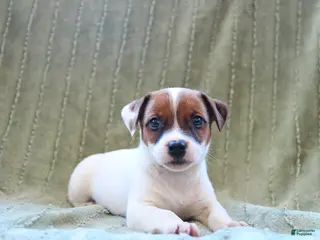 Jack Russell Terrier dogs for sale: Wiggles - Ad 2